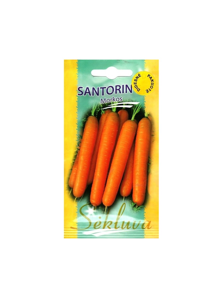 Carota 'Santorin'  H, 5000 semi