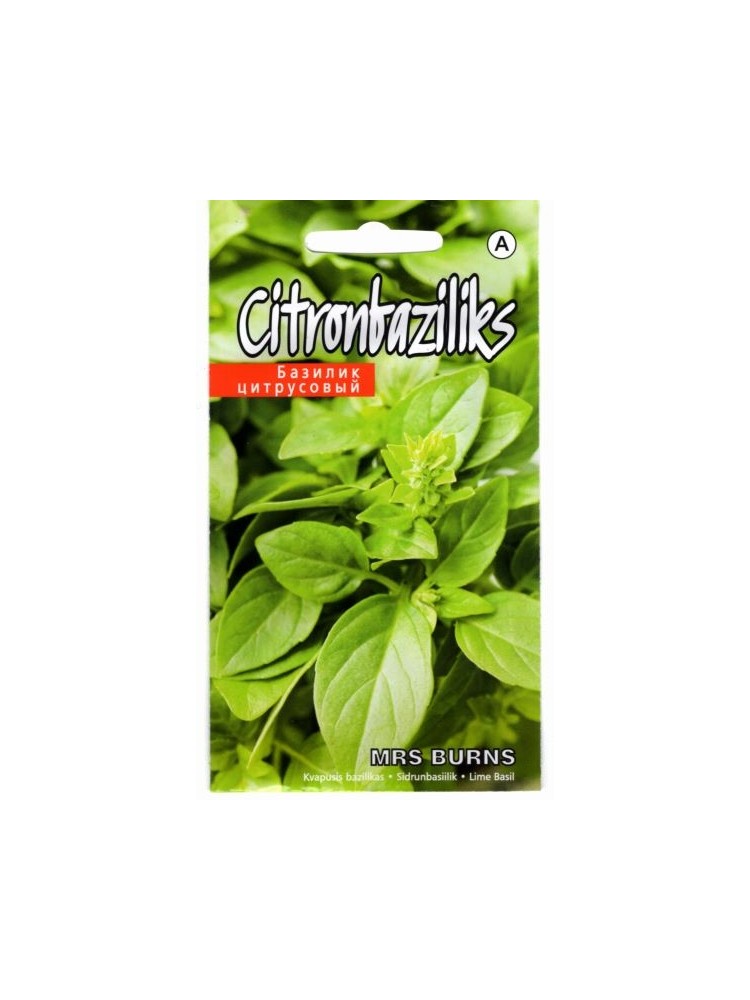 Citronbaziliks 'Minette' 0,3 g