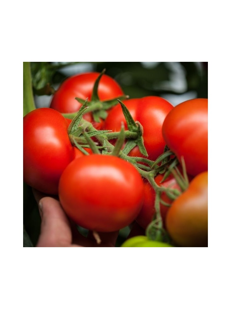 Harilik tomat 'Raissa' H,  100 seemet