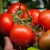 Tomato 'Raissa' H, 100 seeds