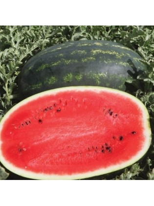 Wassermelone 'Mirsini' H, 100 Samen