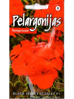 Pelargonijos juostuotosios 'Black velvet Scarlet' H, 5 sėklos