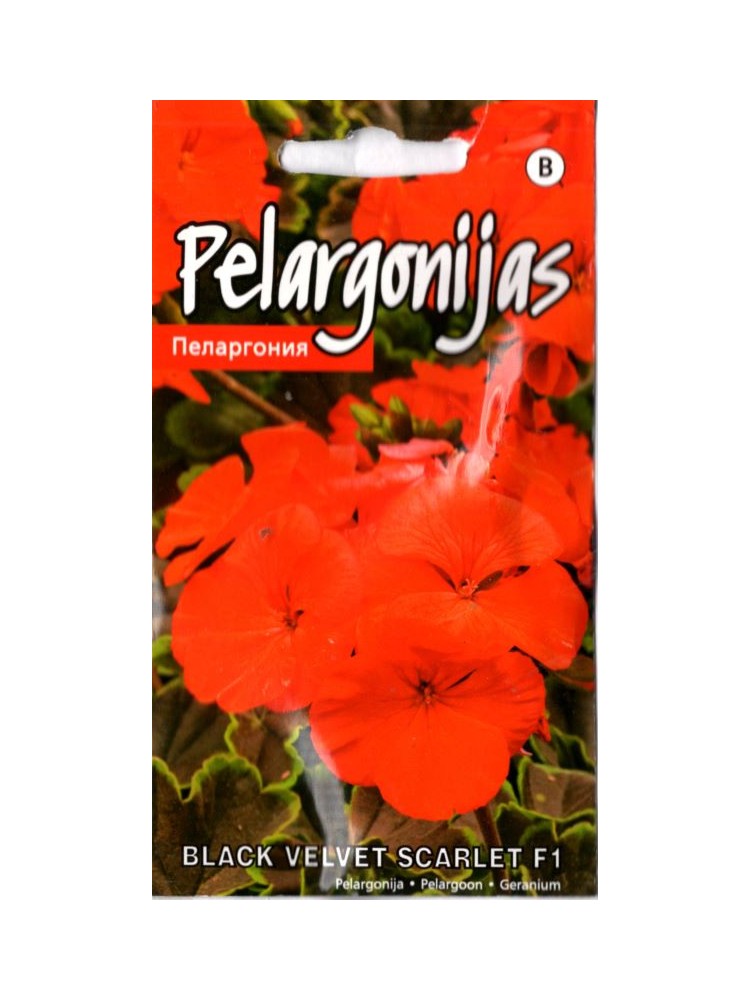 Pelargonijos juostuotosios 'Black velvet Scarlet' H, 5 sėklos