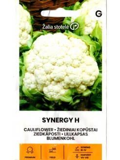 Blumenkohl 'Synergy' H