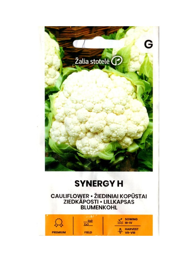 Blumenkohl 'Synergy' H